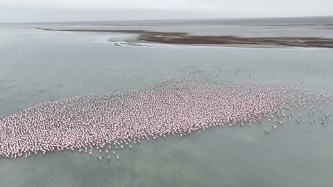 Flamingos Overtake Kazakhstan's Lake Karakol