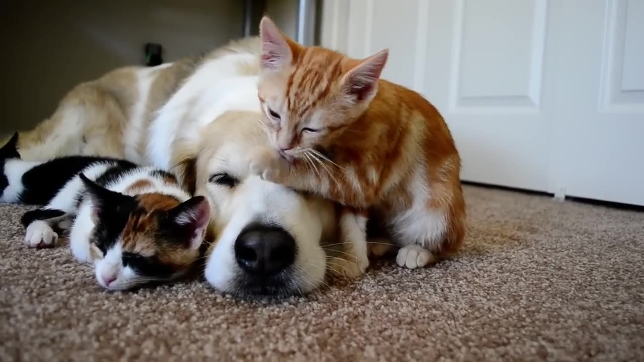 CUTENESS_OVERLOAD!!_A_dog_sleeping_with_his_KITTENS