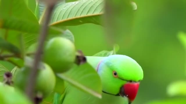 A very beautiful scene of a bird eating a guava