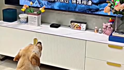Dogs lovers putbullg very nice video