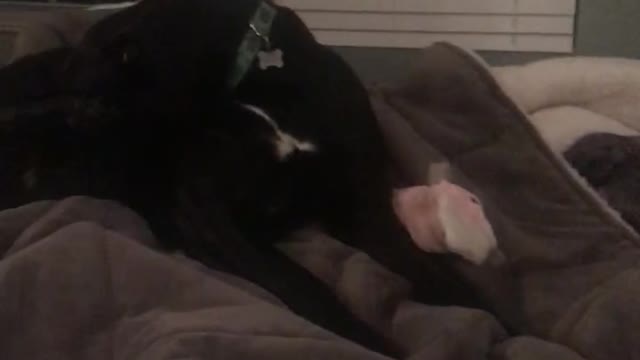 Pug and Labradane conversation! Hilarious!