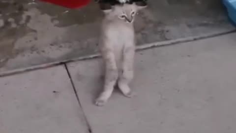 Funny cat 🐈