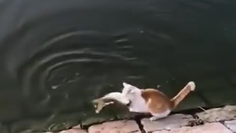 funny cat video