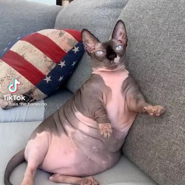 I'm so fat... but cute