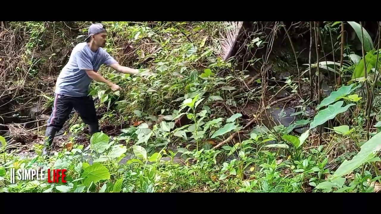 catching snails | atrapar caracoles en el rio| 在河裡抓蝸牛 || SIMPLE LIFE