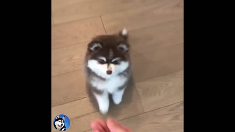 Cute and Funny Huskies