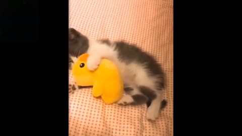 Cute funny and romantic pets try not to laugh