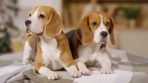 two cute beagle dogs lying together on bed at home and posing for camera