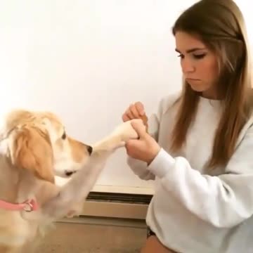 Baby sees cat in plastic bag, breaks out into hysterical laughter cute