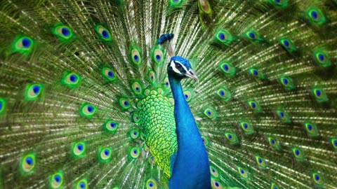 Peacock