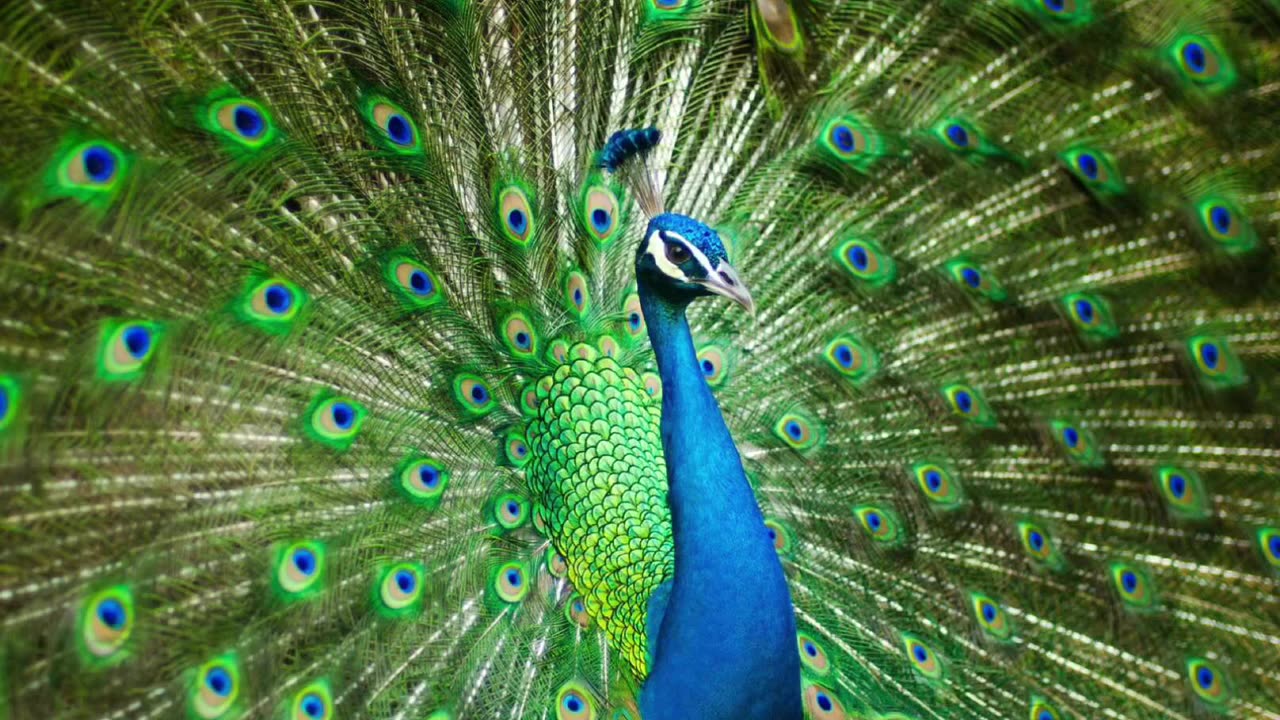 Peacock