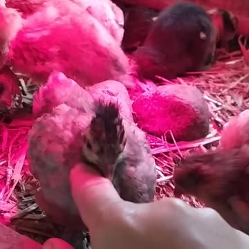 Good morning cute little chickens 🐤🐤😍