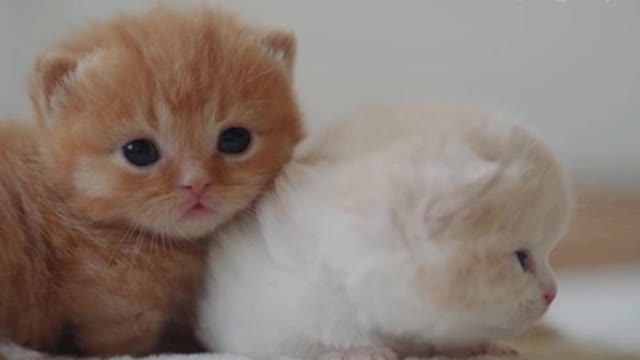 The dull look of the kitten