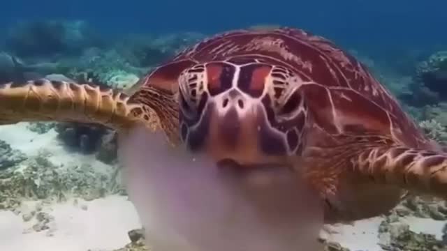 Turtle