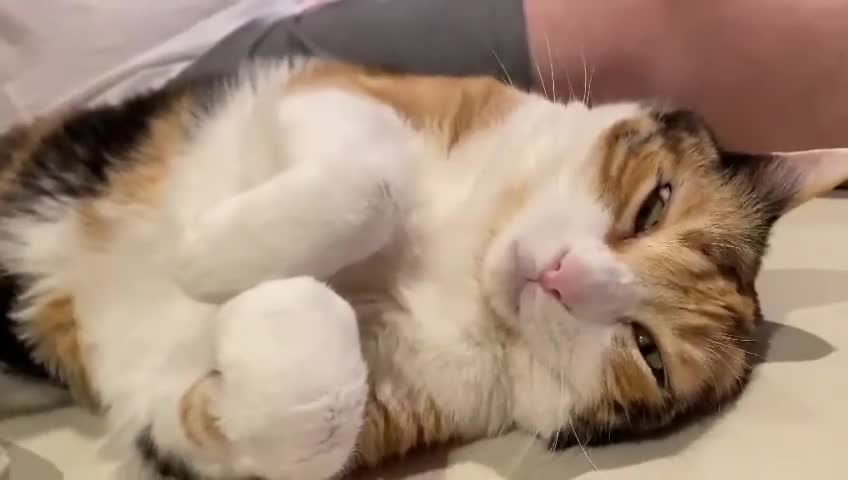 Sleeping Cute Cat ✰ Best sleeping cat video ever ✰-(480p)