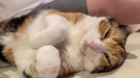 Sleeping Cute Cat ✰ Best sleeping cat video ever ✰-(480p)