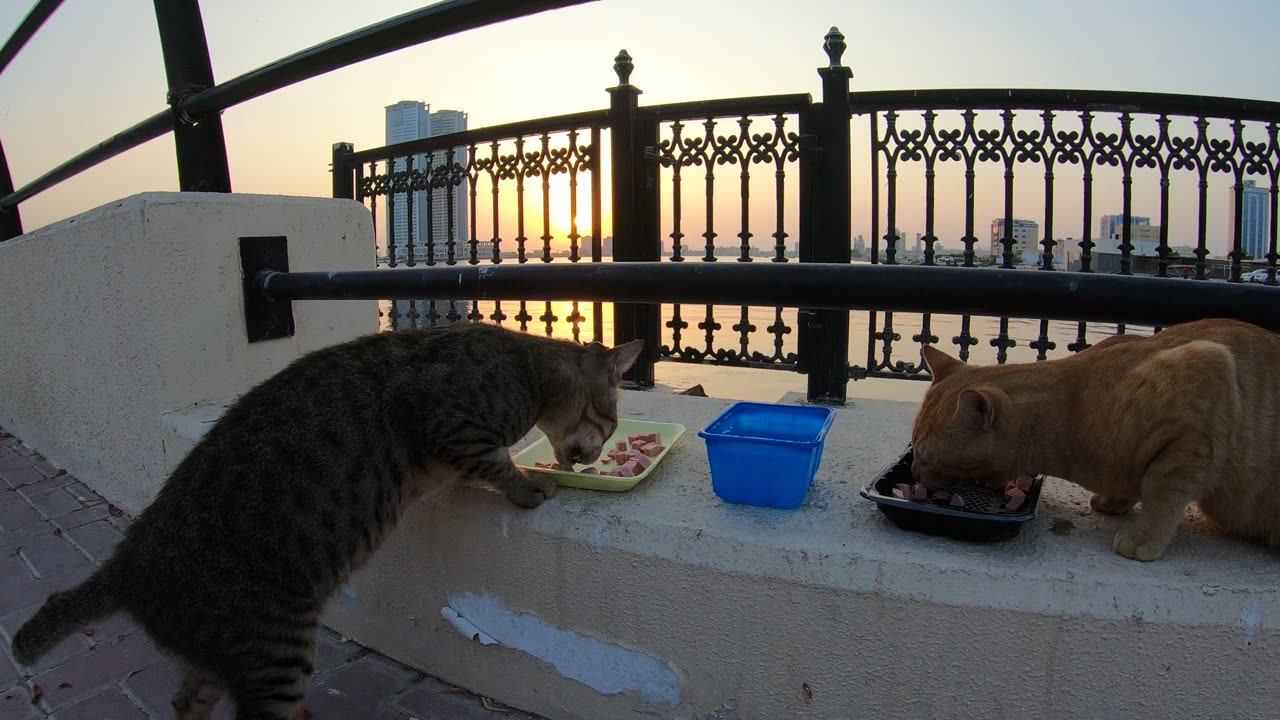 MICHAEL JACKSON & ED SHEERAN - Homeless cats in Ras Al Khaimah, UAE #cat #EdSheeran #MichaelJackson