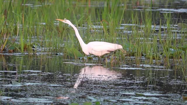 What ary you looking for bird?