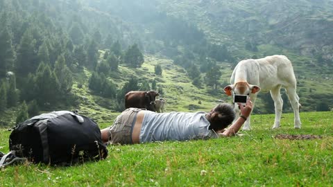 Beautiful Cow Baby Making a Photo shot in beautiful pose