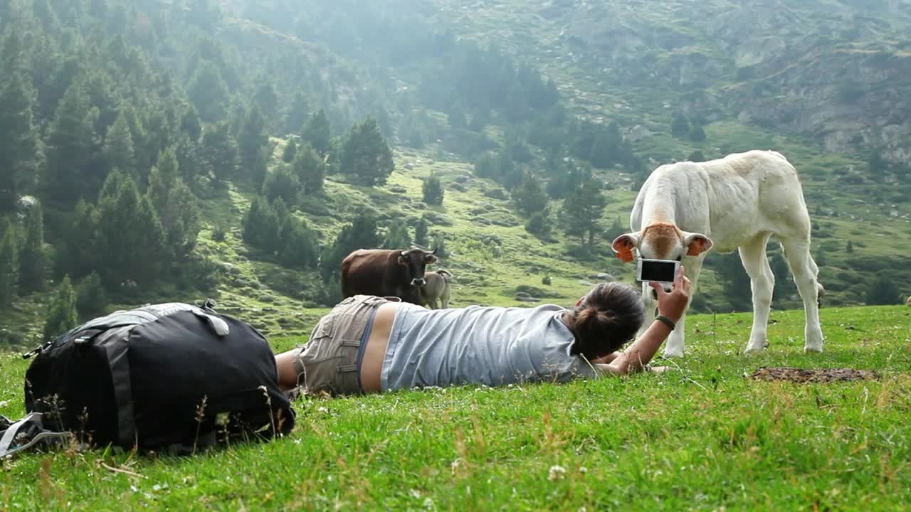 Beautiful Cow Baby Making a Photo shot in beautiful pose