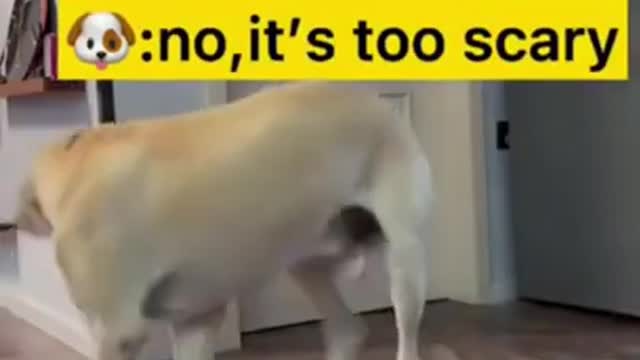 Funny dogs moments