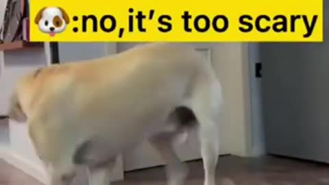 Funny dogs moments