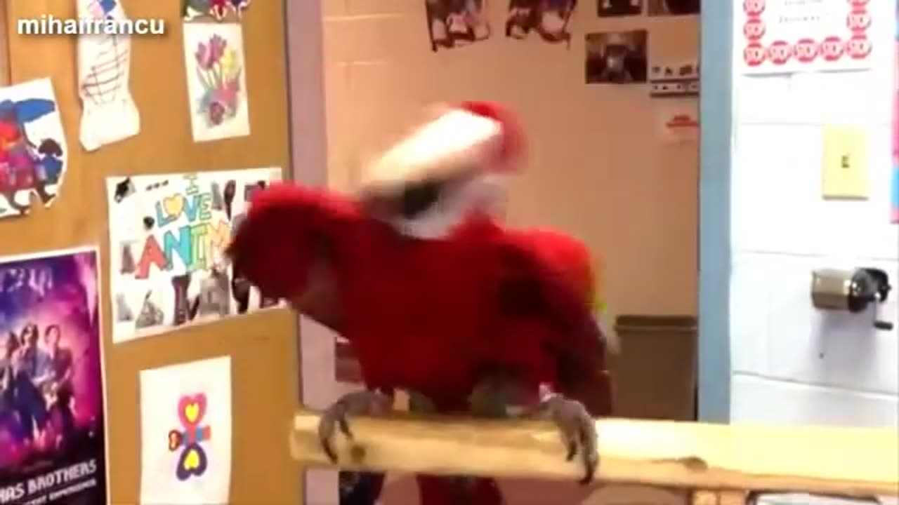 Singing parrot