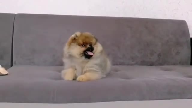 Little puppy is looking for a new home