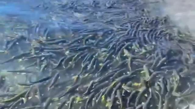 The migratory landscape of huang fish in Qinghai Lake