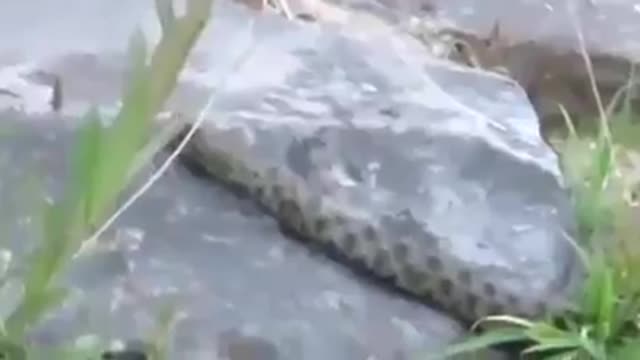 Snake hunting fish on waterfall