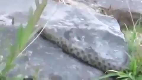 Snake hunting fish on waterfall