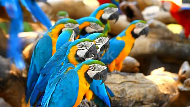 Group macaw parrots on a perch.