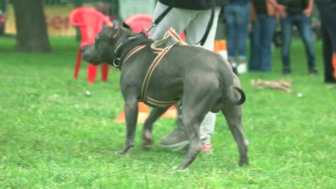 The dog's owner is putting down the puller toy. Puller toy in front of a dog