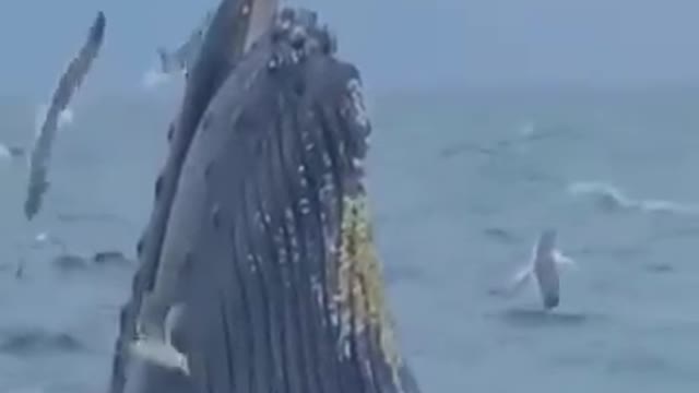 Whale watching, whale life - the giants life