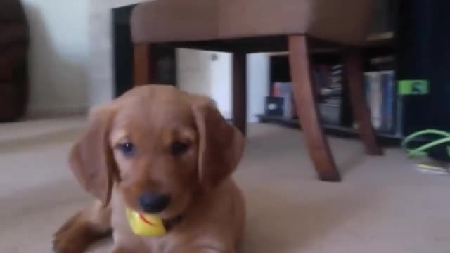 adorable golden retriever puppy is scared of laptops! photobooth doppleganger