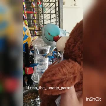 Loro besa a su nuevo osito teddy