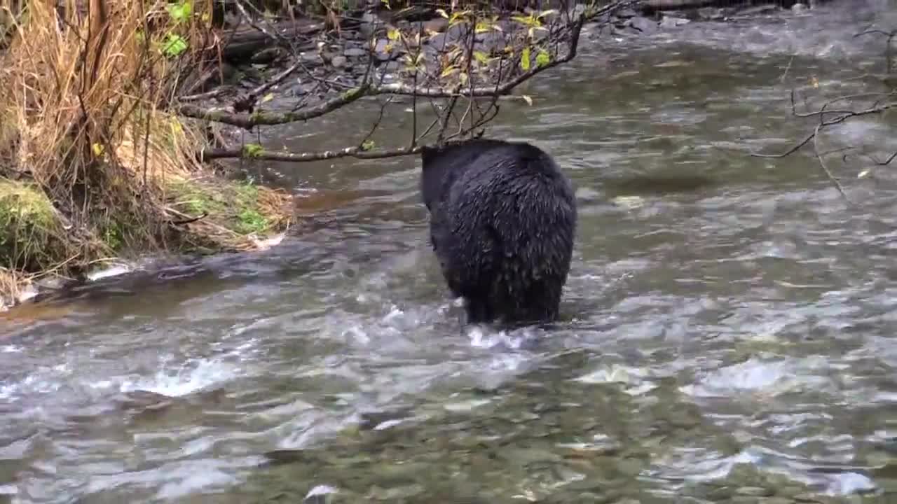 Bear in the River catching fishes