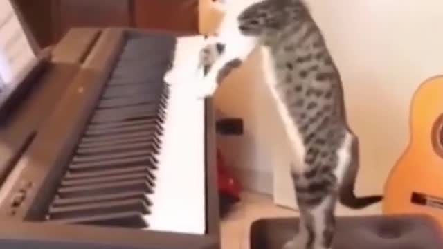 Sweet Cat Playing Piano I Cute cat Playing Piano