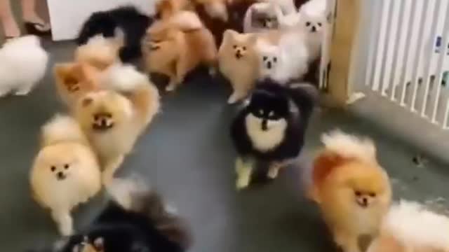 Cute Baby Pomeranian Puppies 😍😍