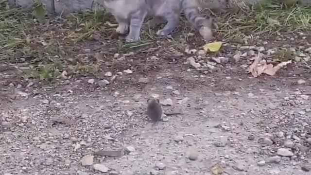 Funniest cat videos #33 - HILARIOUS!