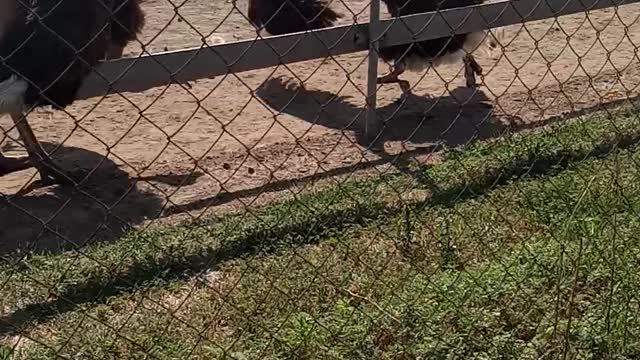 African ostriches male and female