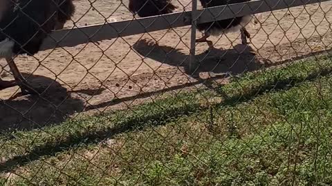 African ostriches male and female