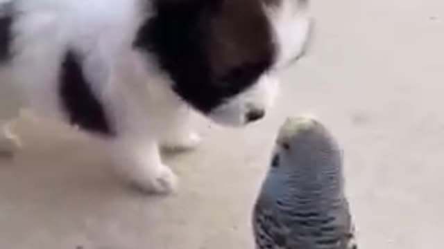 Funniest Pets - Awesome Funny Pet Animals Videos