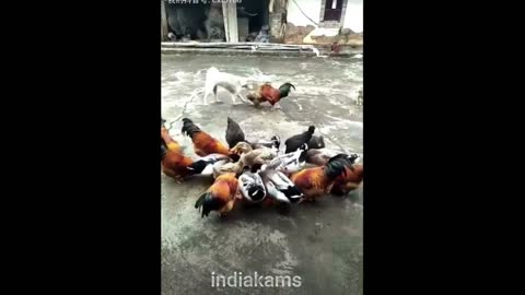 Dog vs Chicken fight | Part-1