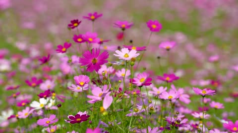 Cosmos flowers wind free stock video.