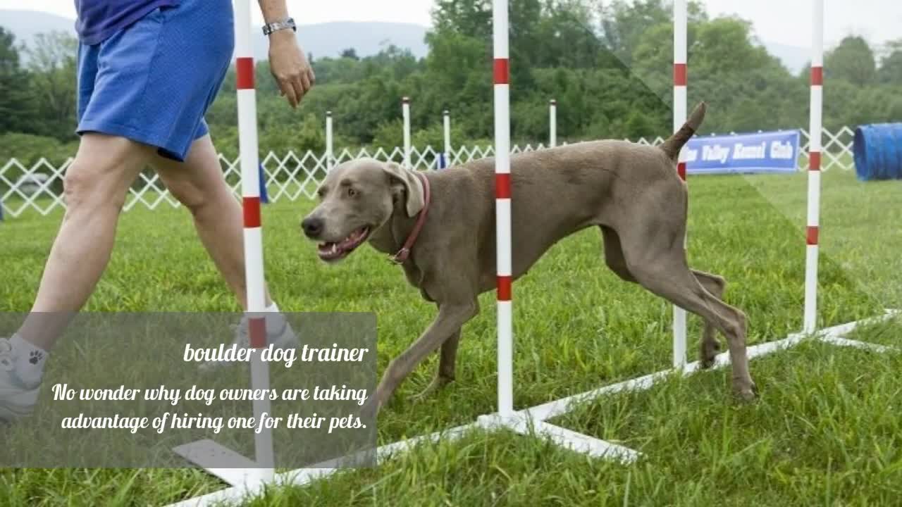 Boulder dog training