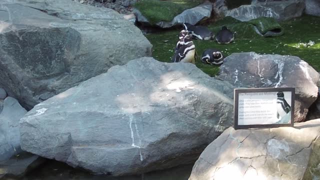 penguins are melting