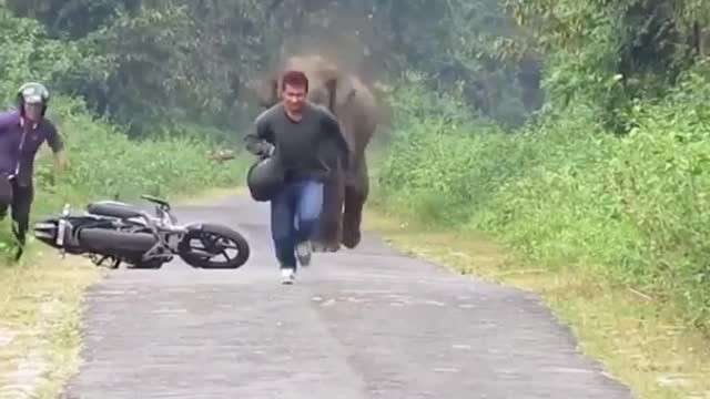 Latest Top Funny Videos human vs elephant