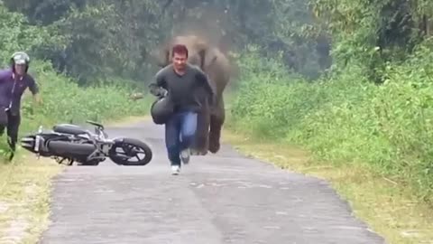 Latest Top Funny Videos human vs elephant