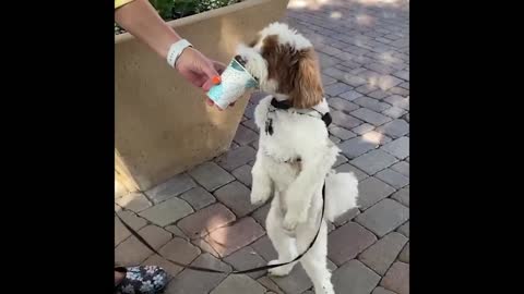 Cute and Funny Cat Dog